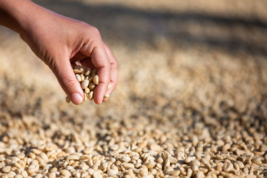 A Journey Through India's Diverse Coffee Types