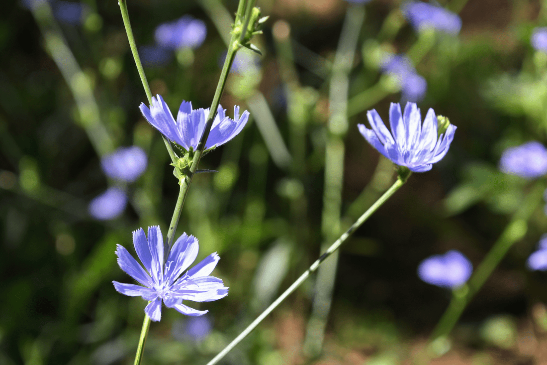 The 6 Incredible Benefits of Chicory Root