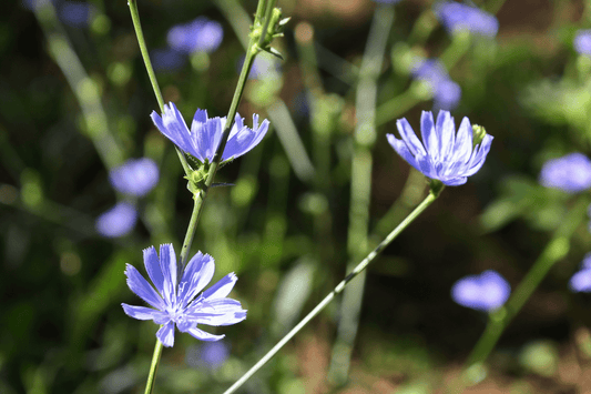 The 6 Incredible Benefits of Chicory Root